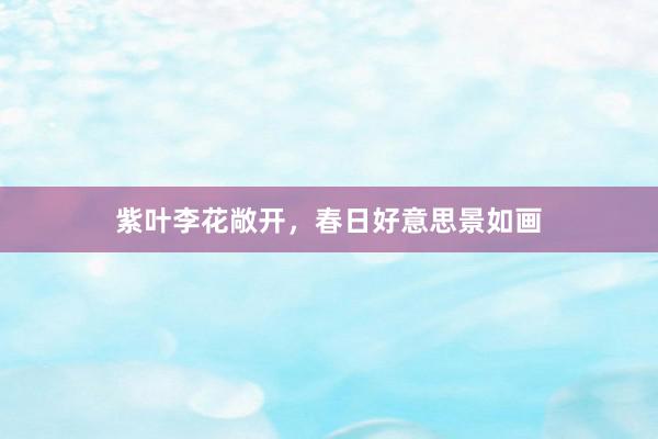 紫叶李花敞开，春日好意思景如画